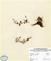 藏品(抱樹蕨)的圖片